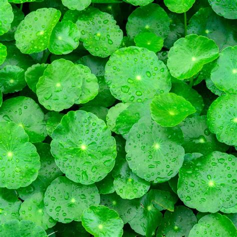 Centella asiatica and it's benefits that offer for the skin - Palma de Salus