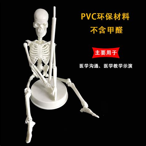 骨骼模型20CM 45CM大小骨架人体可拆卸用于医学示演模型_虎窝淘