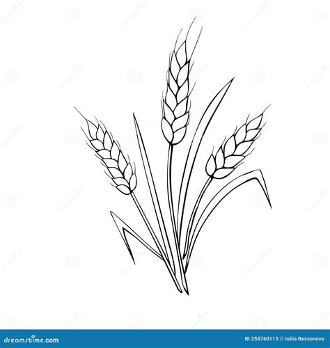Outline Spikelet In Doodle Style, Hand Drawn Grain Plant For Design Cartoon Vector ...
