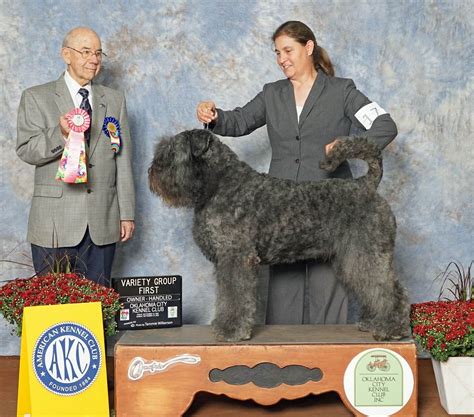 Bouvier Des Flandres Puppies