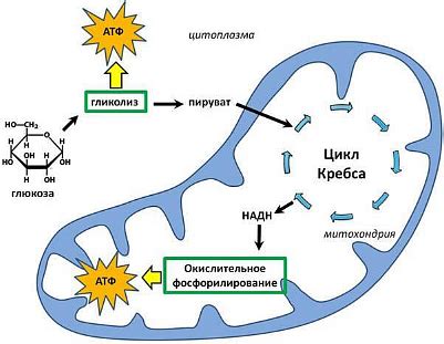 Энергетический обмен в клетке — что это, определение и ответ