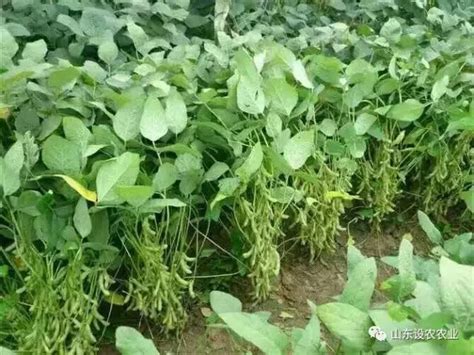 大豆高产的基础是什么,大豆的生长特点和条件 - 品尚生活网