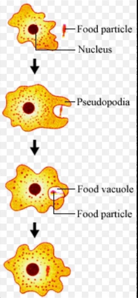 III. Long Answer Questions.1. How is nutrition carried out in Hydra and ...