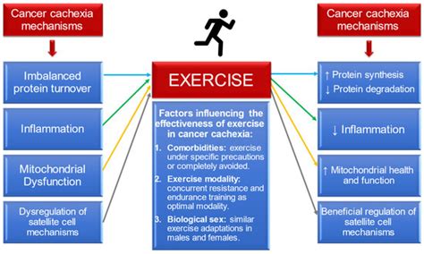 Exercise Counteracts the Deleterious Effects of Cancer Cachexia