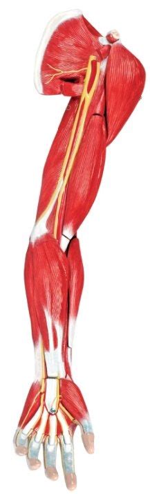 Arm Muscle Diagram | Quizlet