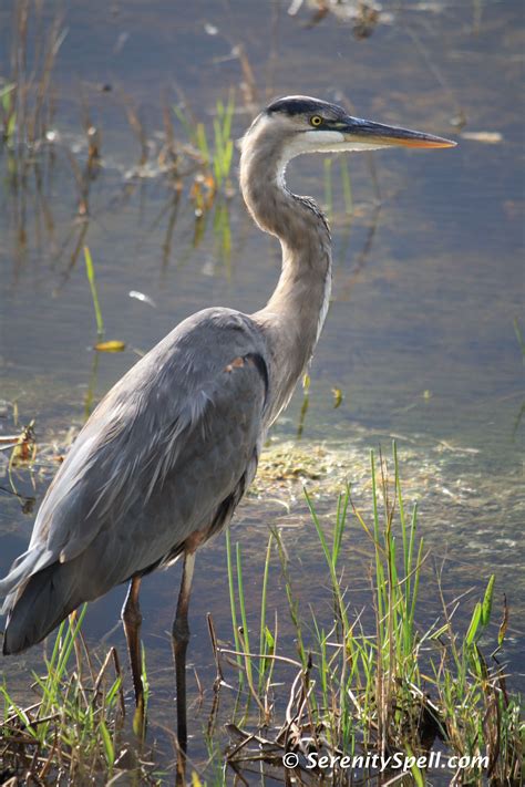 Heron Bird Species at Makayla Northcote blog