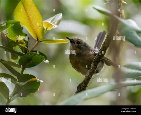 Birds Endemic To Kauai