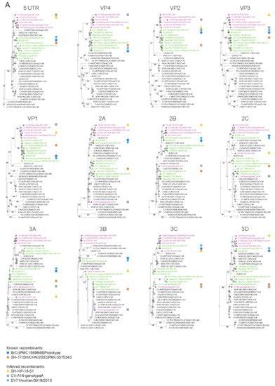 Epidemiology and Sequence-Based Evolutionary Analysis of Circulating ...