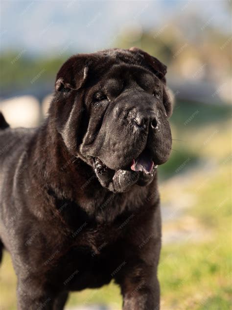 Black Shar Pei Dog
