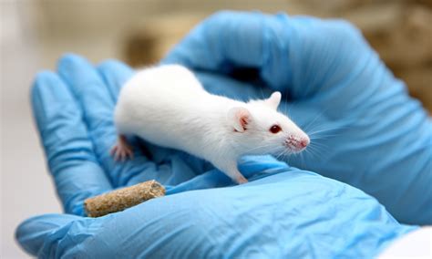 Experiments with Dogs 的图像结果