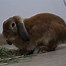 Image result for Cute Holland Lop Bunnies