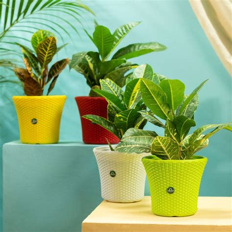 Buy Indoor Plant Tabletop Pots & Planters For Home/Office Online In ...