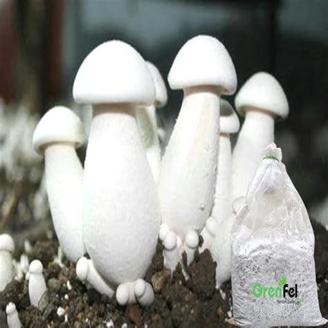 Grenfel® Mushroom 400 Gm White Milky Mushrooms 1st Generation Spawn ...