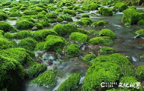 爱尔斯微课堂|北京城市河流常见水生植物特性及种植配置建议_北京爱尔斯生态环境工程有限公司