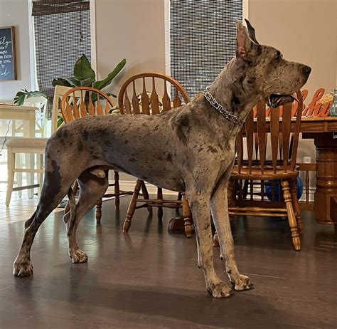 Merle Great Dane