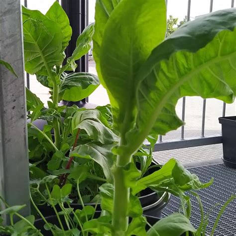 Virginia Tobacco 'Virginia Gold' (Nicotiana tabacum) seeds