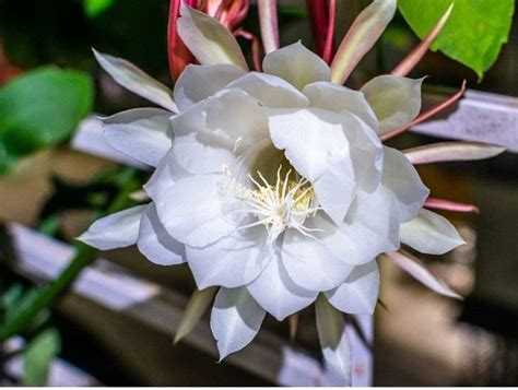 Brahma Kamal Plant: The Sacred Flower’s Role in Vastu, Health, and ...