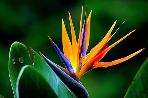 Free picture: garden, flora, leaf, tropic, colorful, exotic flower ...