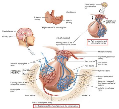Image result for Thyroid Disease Classification Using Meachine Learning Algorithms