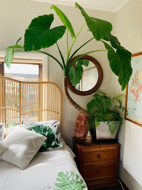 Pin by Arlene Towizadeh on Plantz and Flowerz | Bedroom plants, Room ...