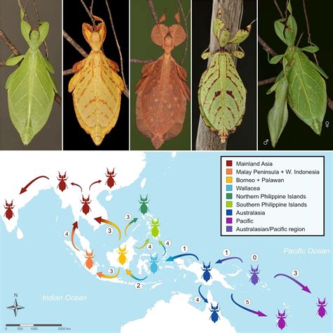 Species New to Science: [Entomology • 2021] A Tree of Leaves: Phylogeny ...