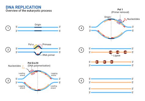 What is DNA Replication? - Steps, Enzymes, Mechanism, Applications ...