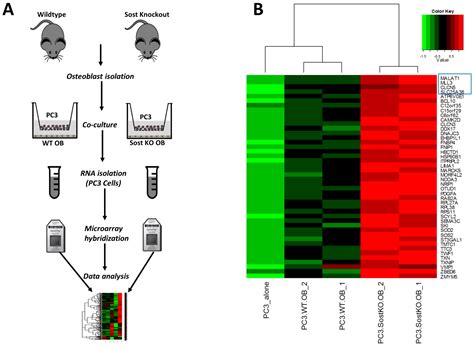 Cancer–Osteoblast Interaction Reduces Sost Expression in Osteoblasts ...