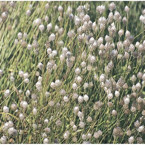 Lowe's Lavender Blue Cupids Dart Plant in 2.5-Quart Pot NURSERY at ...