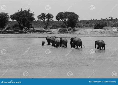 Elephants migration stock photo. Image of africa, white - 232499644