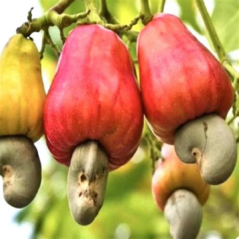 Cashew Nut Fruit Tree