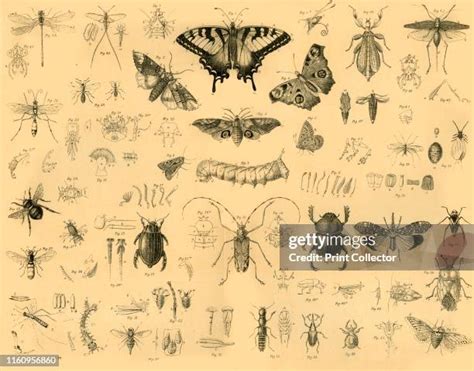 Insect 的图像结果