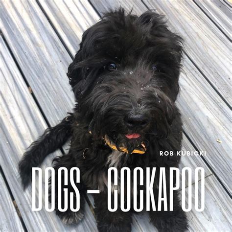 Cockapoo Barking Sound 的图像结果