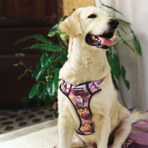 Royal Indian Camel Ruff N' Tuff Harness – Mutt of Course