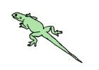 Image result for Common Collared Lizard How to Draw