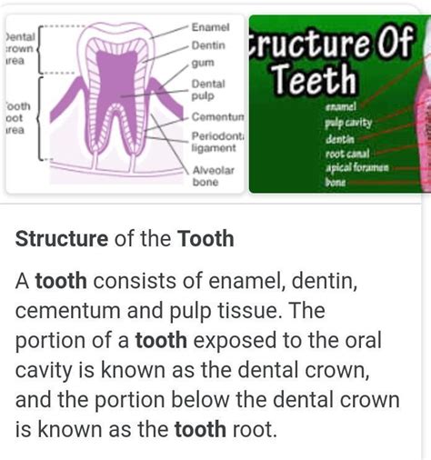 describe the structure of a tooth - Brainly.in
