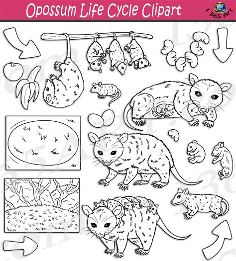 Opossum Life Cycle Clipart Set Download - Clipart 4 School