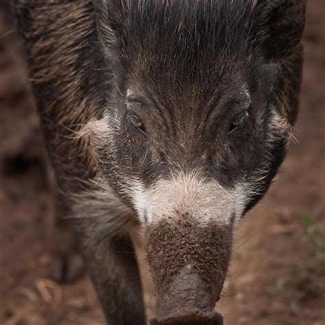 Visayan warty pigs at Jersey Zoo | Durrell
