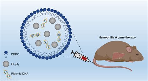 Novel Coagulation Factor VIII Gene Therapy in a Mouse Model of ...