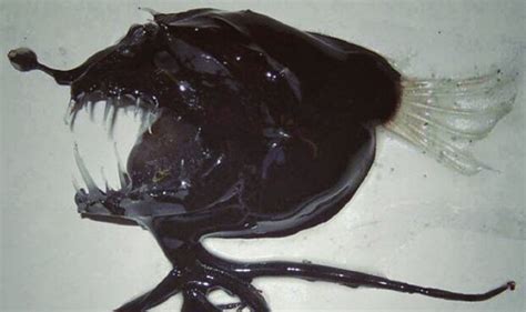 Alien Eating Fish 的图像结果