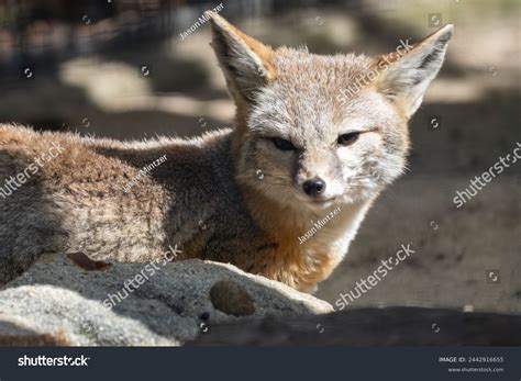 Endangered San Joaquin Kit Fox Stock Photo 2442916655 | Shutterstock