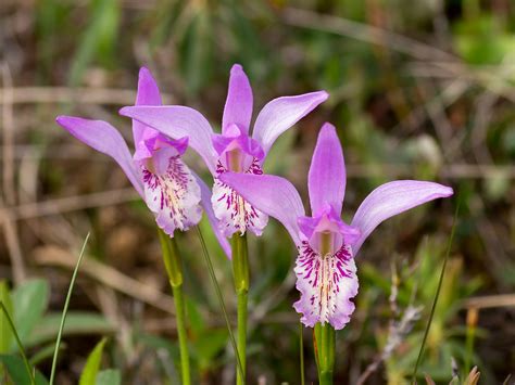 Free photo: Wild Orchids - Blooming, Blossom, Flower - Free Download ...