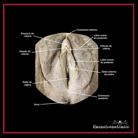 Minuto Anatômico #219: Anatomia da vulva – Anatomia & Fisioterapia