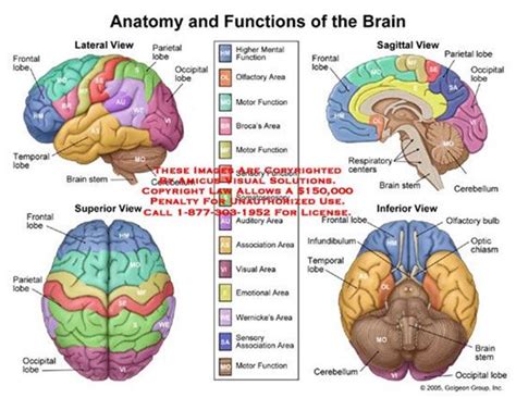 Brain Function 的图像结果