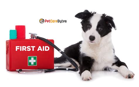 Image result for Basic First Aid for Pets