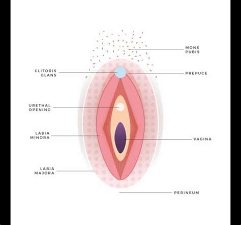 Lump on the Labia Majora : r/medical_advice
