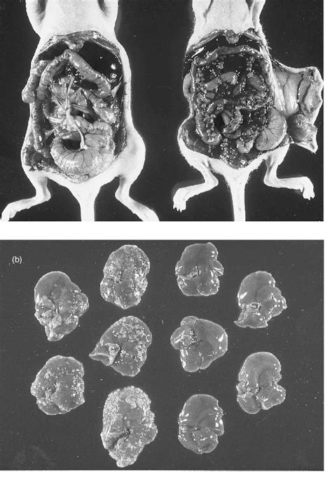 Image result for Intraperitoneal Injection Mice