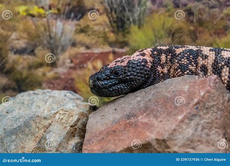 A Gila Monster in Tucson, Arizona Stock Photo - Image of landscape, field: 339737936