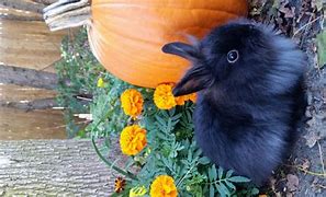 Image result for Pet Rabbits Animal