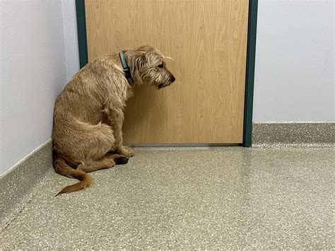 Sick Dog