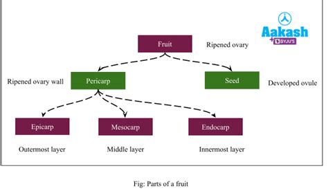Fruit: Types, Parts, Pericarp, Seed & Simple Fruit | AESL